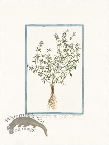 Bonelli 268 Garden Thyme